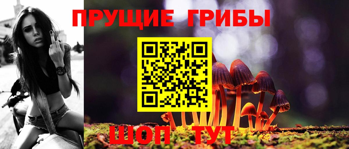 Кудрово  Псилоцибиновые грибы GOLDEN TEACHER  Псилоцибиновые грибы Cubensis  Вход с VPN 